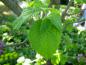 Preview: Näsduksträd, Davidia involucrata vilmoriniana