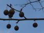 Preview: Winterlicher Fruchtschmuck des Taubenbaumes
