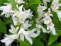 Preview: Die Blüte von Deutzia crenata Nikko
