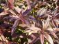 Preview: Deutzia crenata Nikko im Herbstlaub
