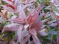 Preview: Deutzia crenata Nikko - dunkelrote Herbstfärbung
