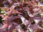 Preview: Deutzia gracilis im Herbstlaub