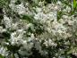Preview: weiße Blüte von Deutzia gracilis