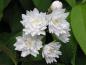 Preview: Die weiße Blüte des Sternchenstrauches