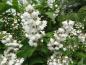 Preview: Deutzia magnifica blüht meist Ende Mai