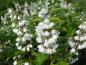 Preview: Deutzia magnifica in Blühte