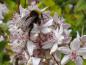 Preview: Blüte Deutzia Mont Rose