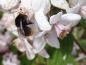 Preview: Hummel auf Nahrungssuche auf Deutzia Mont Rose