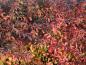 Preview: Herbstlaub von Deutzia rosea