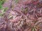 Preview: Geschlitzter Blut-Fächerahorn (Acer palmatum Dissectum Garnet) - tief eingeschnittene Blätter