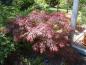 Preview: Geschlitzter Blut-Fächerahorn (Acer palmatum Dissectum Garnet) - filigrane rote Blätter