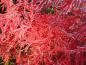 Preview: Leuchtend rote Blätter des Geschlitzten Blutfächerahorns im Spätherbst