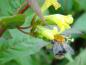 Preview: Diervilla sessilifolia - gelbblühender Strauch