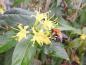 Preview: Nahaufnahme der gelben Blüte der Diervillie
