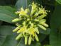 Preview: Diervillie - Nahaufnahme der gelben Blüte