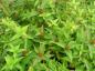 Preview: Diervilla sessilifolia mit herbstlichem Fruchtschmuck