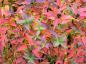 Preview: Tolles rotes Herbstlaub bei Diervilla sessilifolia