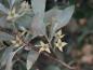 Preview: Silberölweide Zempin - silberne Blätter und gelbe Blüten