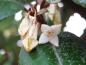 Preview: Bezaubernd duftende Blüten der Elaeagnus ebbingei