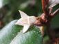 Preview: Cremeweiße Blüte der Elaeagnus ebbingei