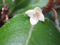 Preview: Die weiße Blüte der Elaeagnus ebbingei duftet süß und intensiv.