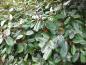 Preview: Elaeagnus ebbingei - grün glänzende Blätter