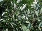 Preview: Die silberne Blattunterseite von Elaeagnus multiflora