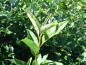 Preview: Triebspitze von Elaeagnus multiflora