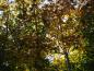 Preview: Das Licht fällt schön durch das Herbstlaub des Spitzahornes