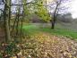 Preview: Herbstlicher Spitzahorn (Aufnahme aus Mitte November)