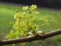 Preview: Gelbgrüne Blüten des Spitzahorn