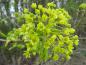 Preview: Gelbe Blüten des Acer platanoides.