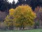Preview: Acer platanoides