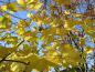 Preview: Gelbe Blätter des Acer platanoides im Herbst