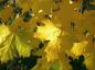 Preview: gelbes Herbstlaub beim Spitzahorn
