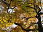 Preview: Alter Spitzahorn mit gelber Herbstfärbung