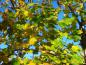 Preview: Acer platanoides mit Herbstfärbung