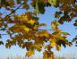 Preview: Spitzahorn im Herbstlaub