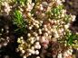 Preview: Zartrosa Knospen der Erica vagans Lyonesse