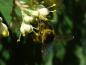 Preview: Von Imkern geliebt, der Bienenbaum (Euodia hupehensis)