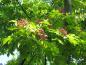 Preview: Bienenbaum mit rosaroten Früchten im Herbst