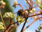 Preview: Bienen freuen sich über Euodia hupehensis