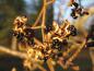 Preview: Im Winter geben die Kapseln des Bienenbaums die glänzend schwarzen Samen frei.