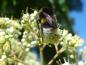 Preview: Der Bienenbaum ist auch begehrt bei Hummeln und Schwebfliegen