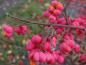Preview: Herbstliche rote Früchte von Euonymus europaeus