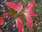 Preview: Rote Herbstfärbung des Pfaffenhütchens
