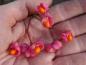Preview: Der orangefarbenen Samen vom Pfaffenhut sind gut zu sehen