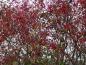 Preview: Euonymus europaeus mit vielen roten Früchten, aufgenommen Mitte November