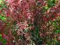 Preview: Rote Herbstfärbung des einheimischen Pfaffenhütchens