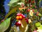 Preview: Hübsche rote Früchte mit orangem Kern: das einheimische Pfaffenhütchen